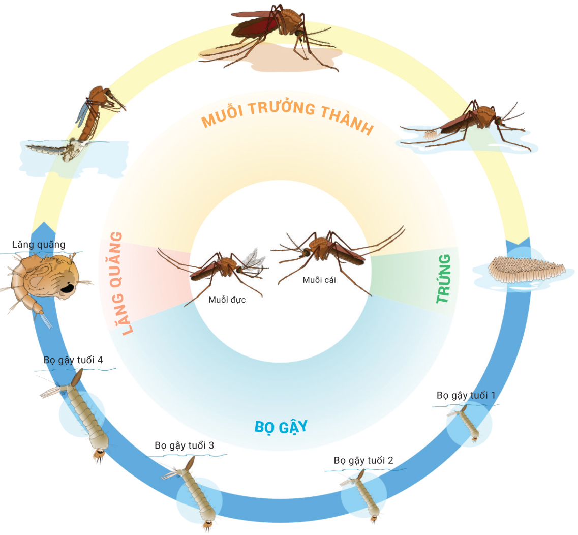 mosquito circle.jpg