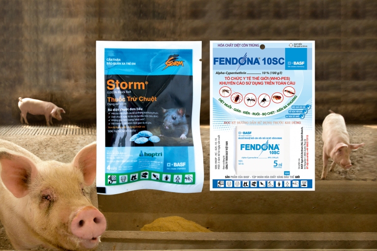 Storm và Fendona giúp hạn chế lây lan dịch tả lợn châu Phi